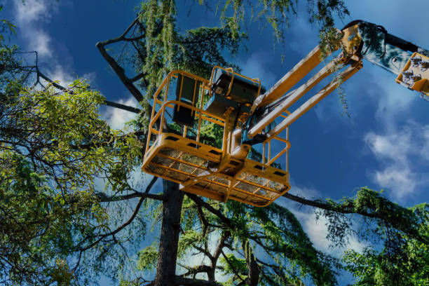 Best Arborist Consultation Services  in Park Ridge, IL